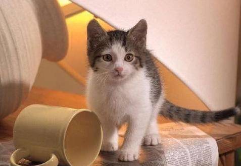 《赛博2077》公寓猫养成攻略：轻松养出萌宠猫主子