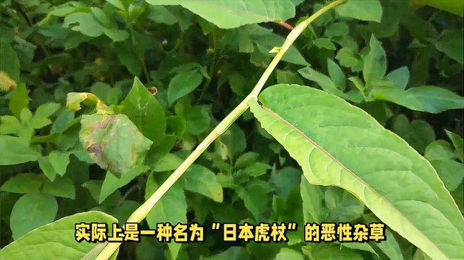 原神攻略：轻松突破！掌握花叶茎部脆弱技巧，高效通关秘籍大公开