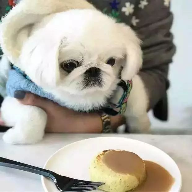 萌宠大冒险：小狗一吼一跳狂吃美食秀绝技