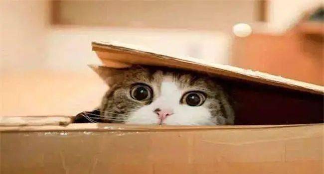 躲猫猫装死技巧大公开，非对称竞技生存秘籍