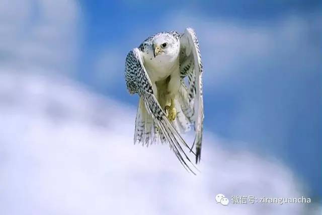 《矛隼上手攻略：新手必看操作技巧揭秘》